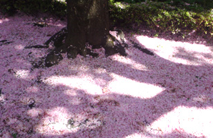 八重桜